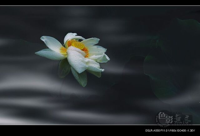 ycb200401作品：孤傲