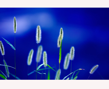 乱拍的家伙作品：狗尾巴草的夏天