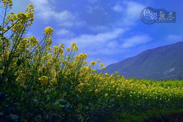 回乡青年作品：《风姿》——（油菜花）