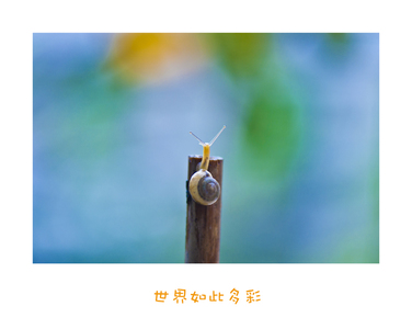 myfreebsd作品：世界如此多彩