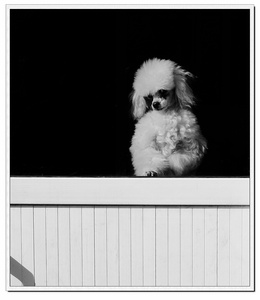 shilin56作品：眺望