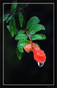回乡青年作品：雨中花蕾