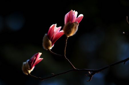 春光明媚作品：攀比