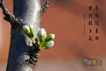 光影诗人作品：春发枝上花