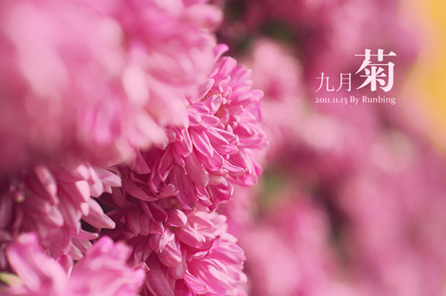 runbing作品：初冬 · 九月菊