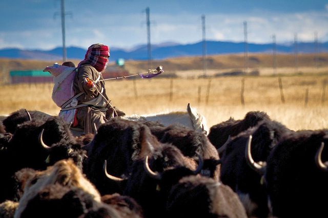 查利作品：陪着妈妈一起去放牧！