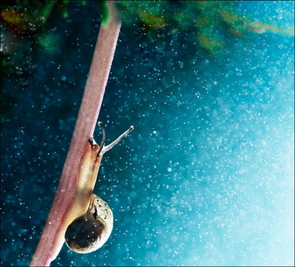 老树茬作品：梦幻漫步
