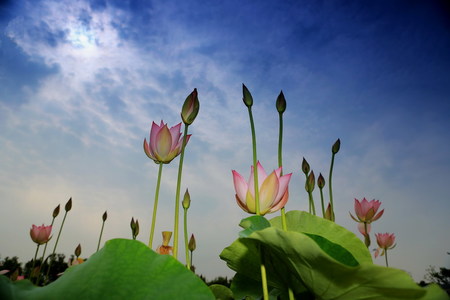 湖水d作品：荷开季节