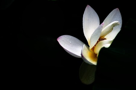 秋天的树2作品：荷花