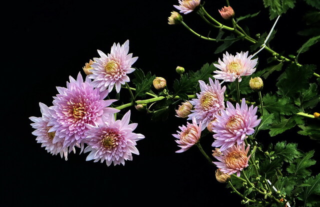 竹林清风作品：秋菊