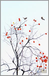 tsxh作品：喜柿