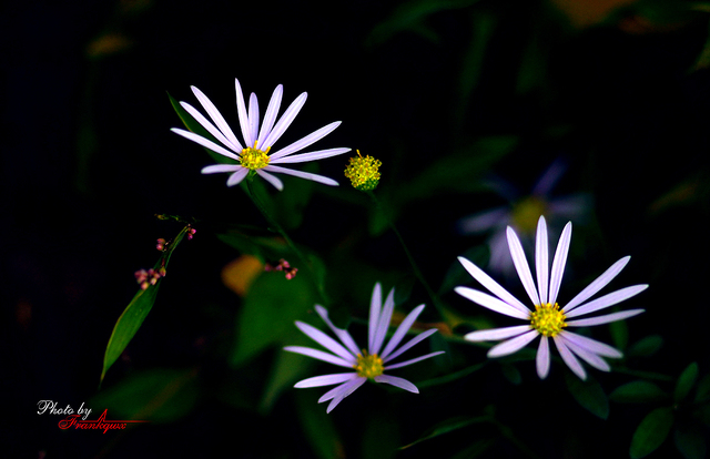 frankqwx作品：Daisy