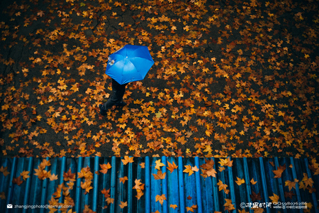 zhangjingphoto作品：秋雨.落叶