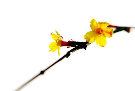 老眊作品：迎春花开喜迎春