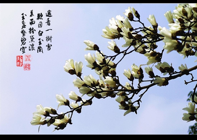 摄忆作品：白玉兰