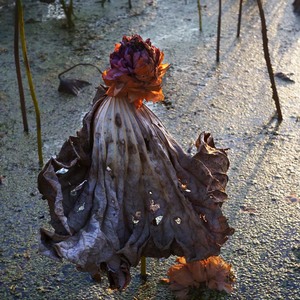 心色彩作品：夏日的最后一朵荷花