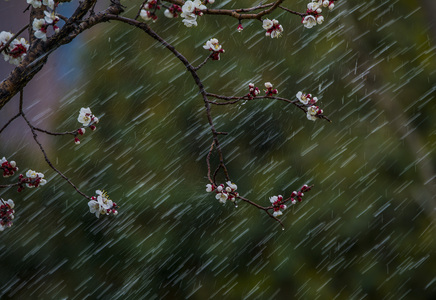 阿番作品：花开时节