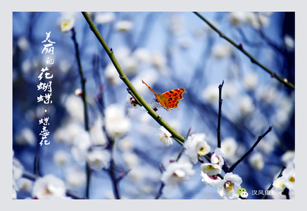 XY汉风作品：蝶恋花