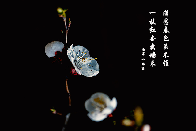 冀民作品：杏花（2））