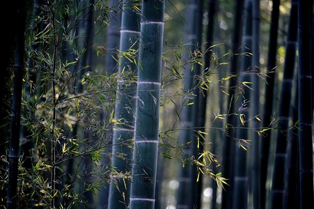 梦回东坡作品：竹报平安