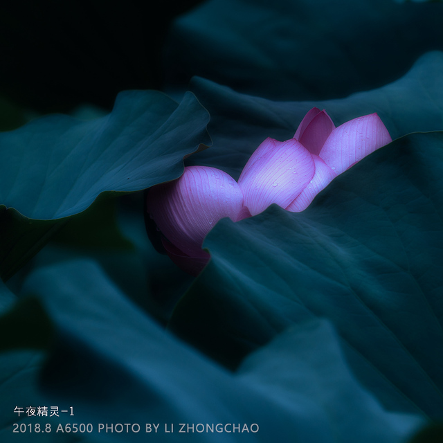 牧野居士作品：午夜精灵组图