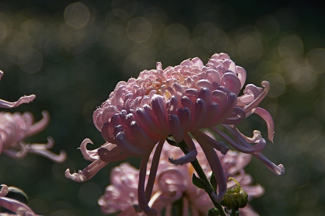 子系zz作品：菊花-1