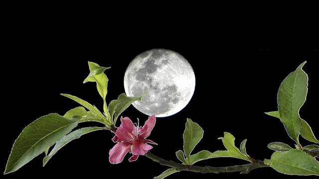 奥巴牛作品：月下桃花儿红