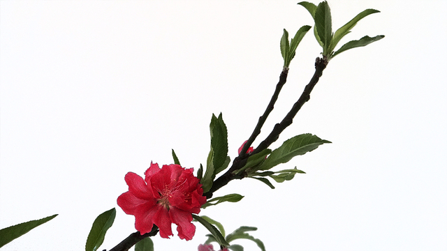 奥巴牛作品：鲜花迎春