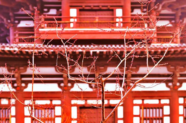 老拾作品：萌春