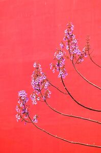 老拾作品：春上枝头
