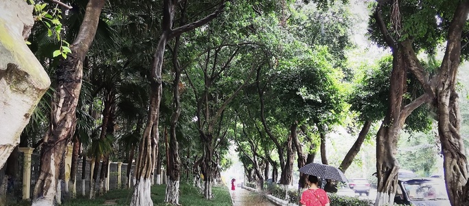 欧阳川作品：雨中的小叶榕树林荫道