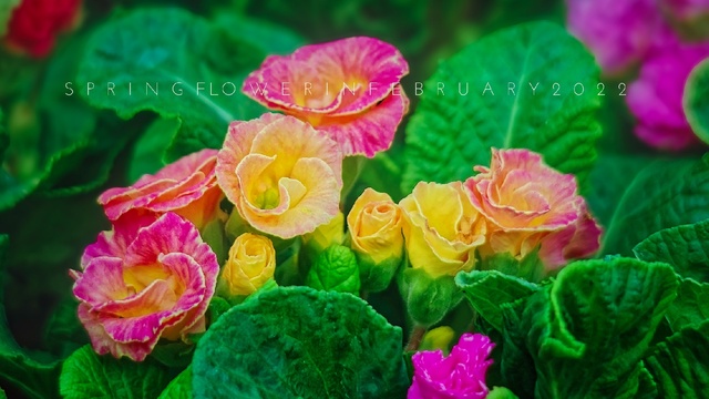 scghlxj作品：春花