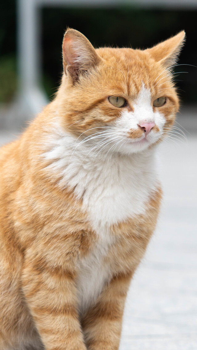 tico12138作品：图书馆前的猫