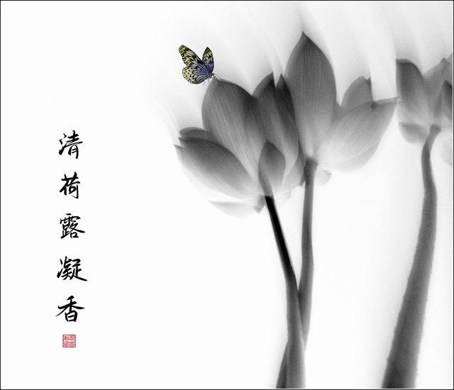 翰雅589作品：清荷露香