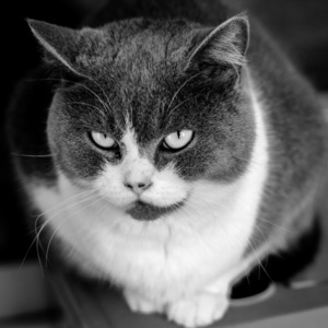 泡泡牛作品：猫