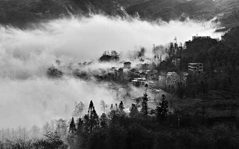 qingjun作品：多依树的早晨