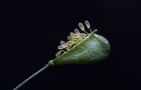 影随光作品：荠菜籽