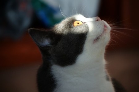 蓝狐狸作品：猫眼有光
