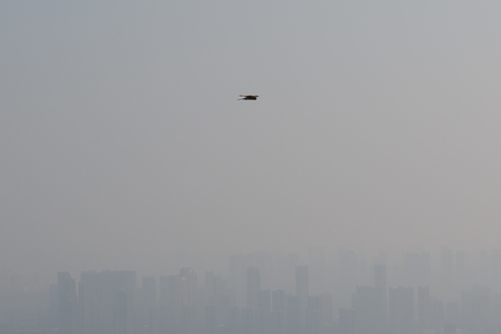 sinony作品：鹰击长空
