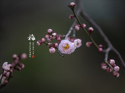 零距离-零起步作品：咏梅（三）