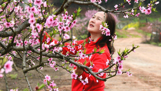 狮子123作品：你像三月桃花开