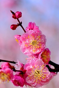 齐秦作品：梅花