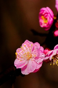 齐秦作品：梅花