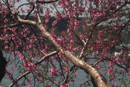 qichengli作品：中山植物园春色