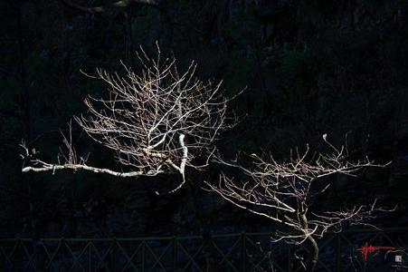 林栋作品：风姿