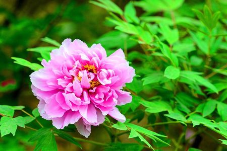 齐秦作品：牡丹花开