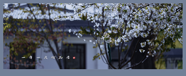 xu133作品：一年一度樱花季