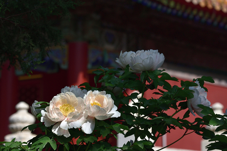 王中合作品：春色满城,香满园