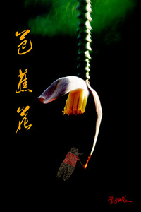 一粒莎白作品：芭蕉花