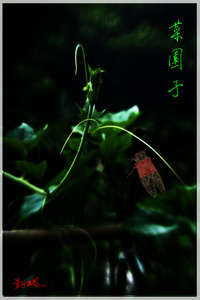 一粒莎白作品：菜园子